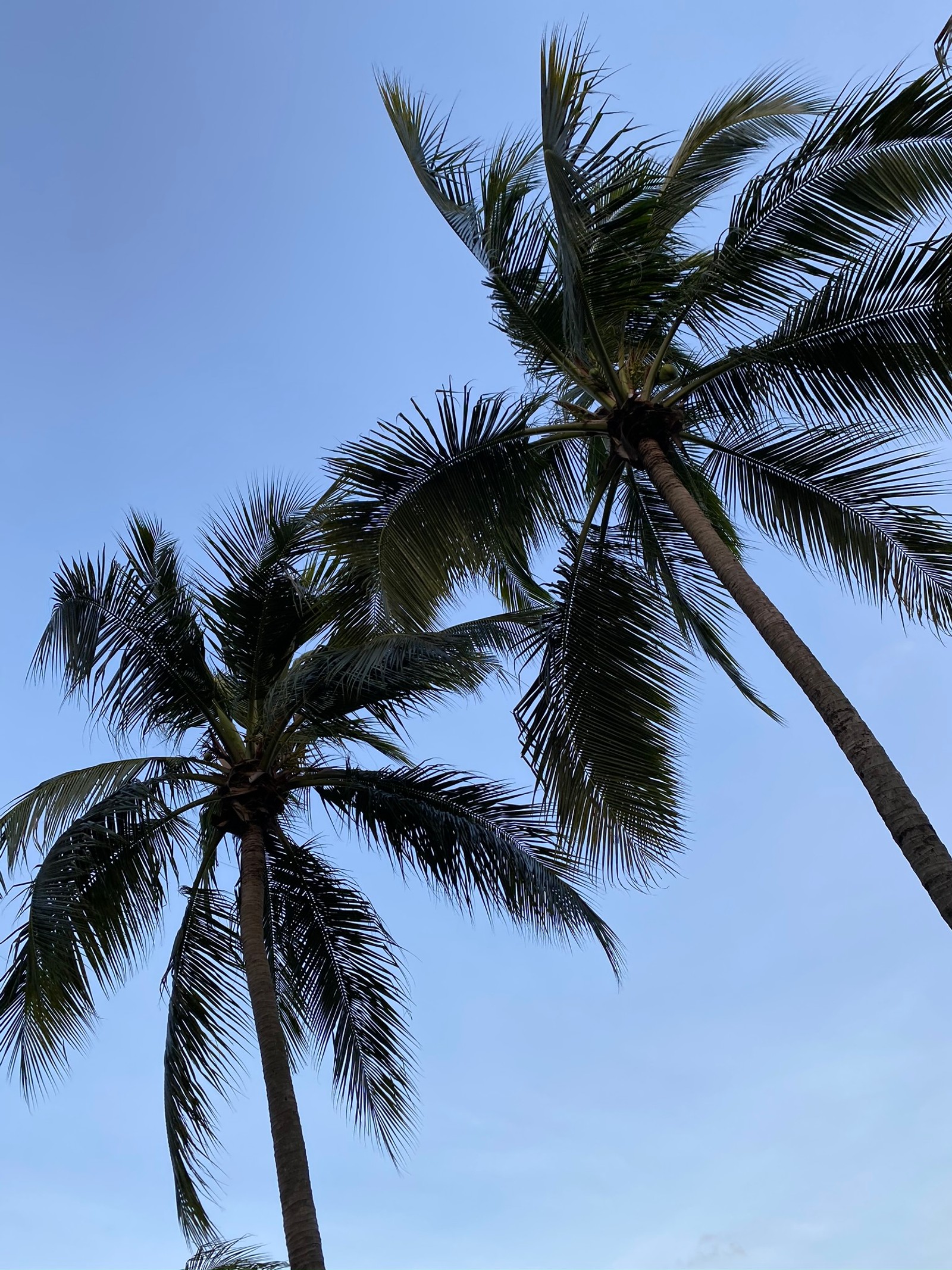 Hay dos palmeras al lado del océano. (palmera datilera, vegetación, día, árbol, verano)