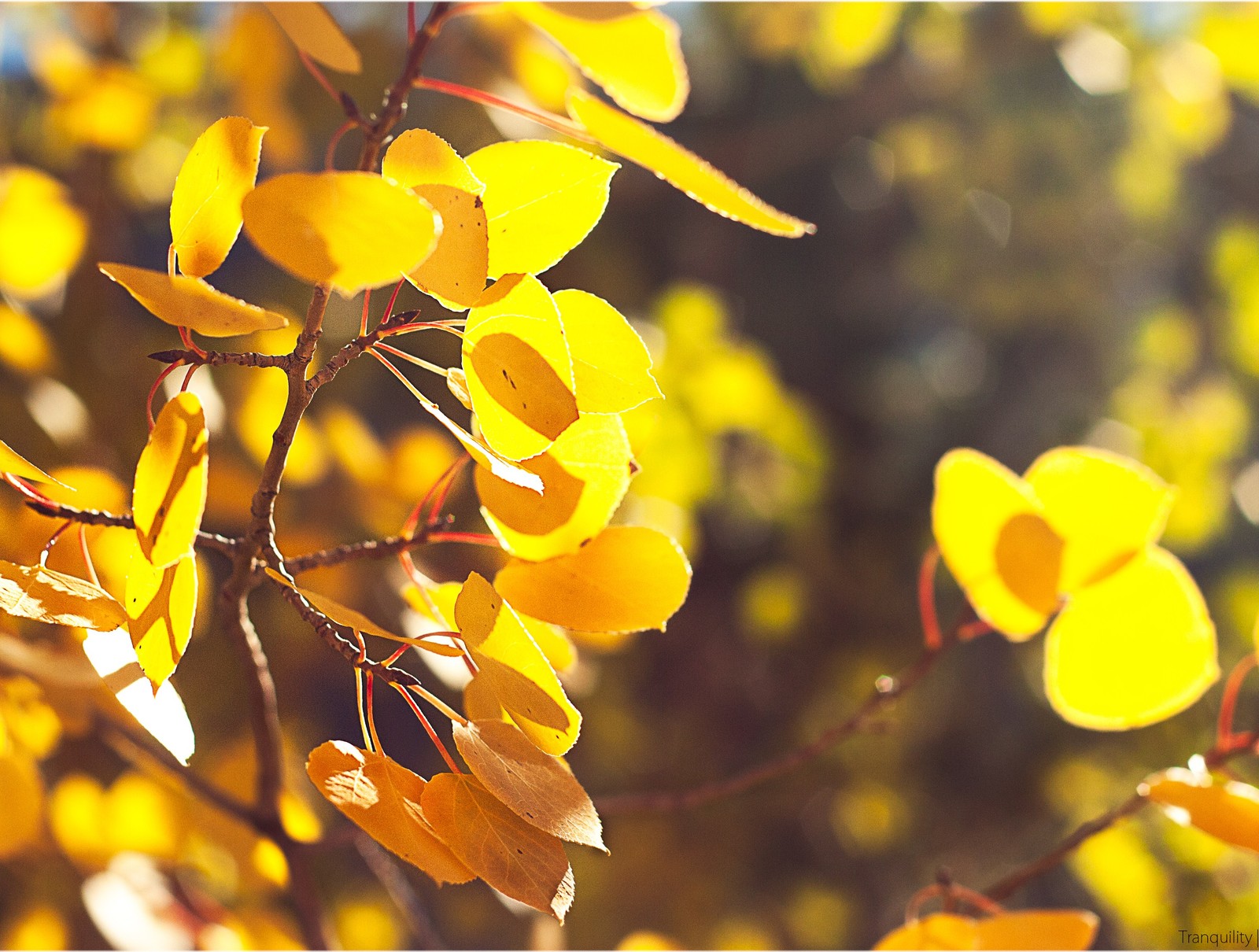 Um close-up de uma árvore com folhas amarelas ao sol (árvore, folha, ramo, amarelo, outono)