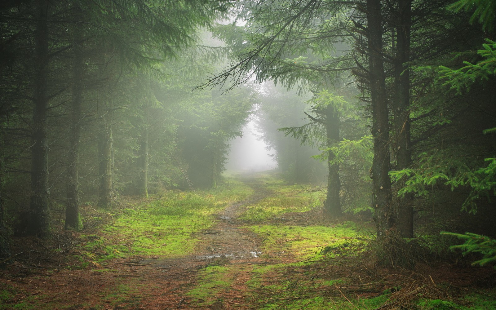 Blick auf einen weg durch einen wald mit nebel (waldland, wald, baum, natur, fichten tannen wald)