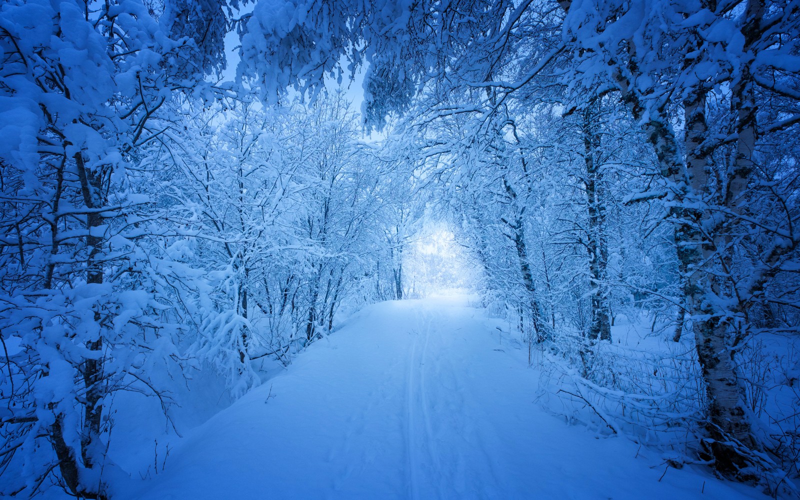 winter, snow, blue, tree, nature wallpaper