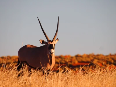 Antílope majestosa pastando na pradaria sul-africana