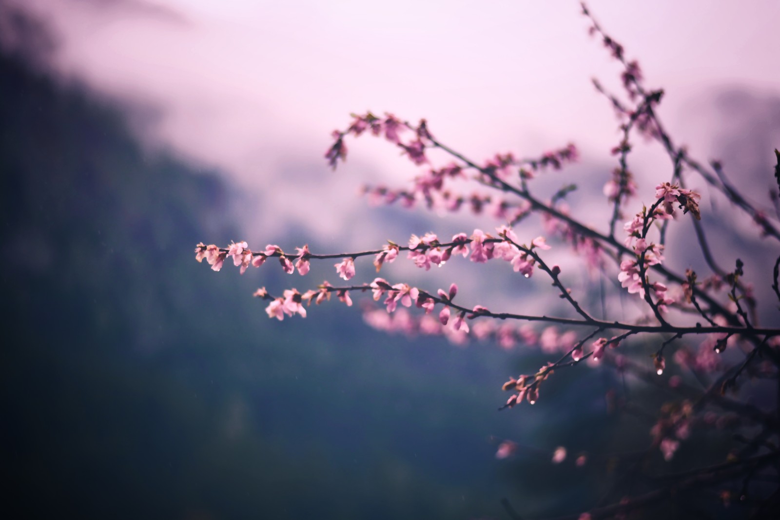 Lade blüte, zweig, rosa, blume, frühling Hintergrund herunter