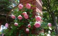 roses de jardin, plante à fleurs, rose, floribunda, plante