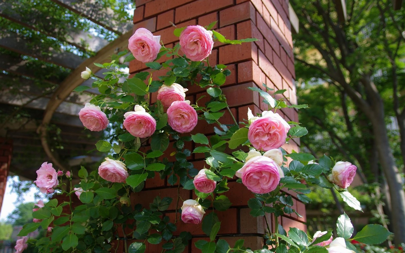 Un buisson de roses roses pousse sur un mur en briques (roses de jardin, plante à fleurs, rose, floribunda, plante)