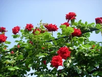 planta com flores, planta, rosas de jardim, floribunda, família das rosas