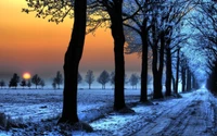 tree, nature, snow, winter, freezing wallpaper