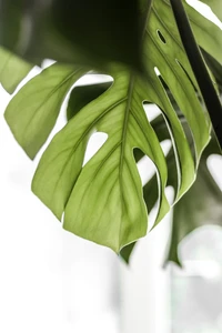 Gros plan d'une feuille de monstera mettant en valeur sa forme et sa texture uniques