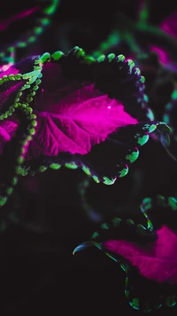 Hojas moradas y verdes vibrantes con gotas de agua