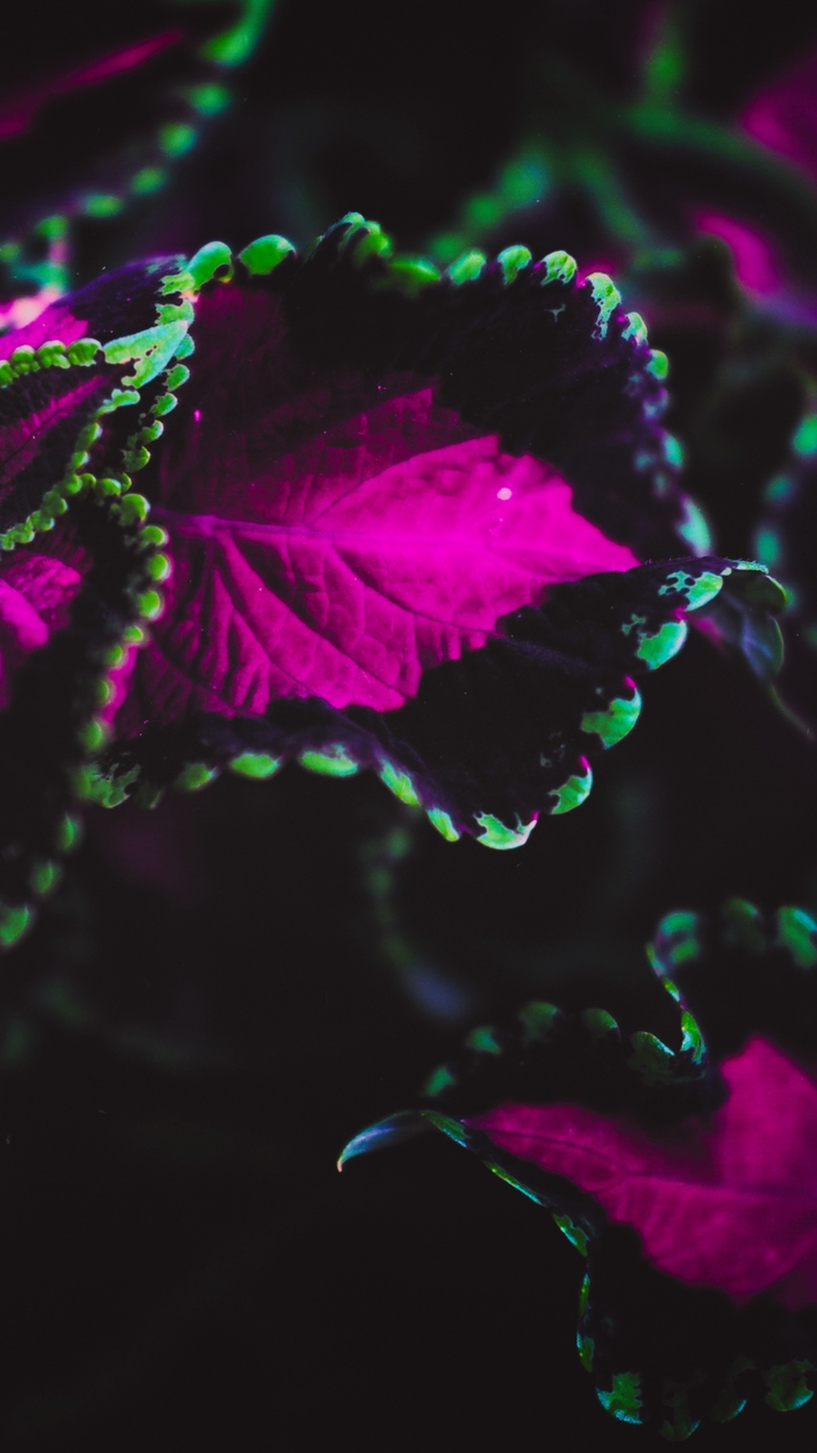 Feuilles violettes et vertes avec des gouttes d'eau dessus (feuille, plante, eau, vert, violet)