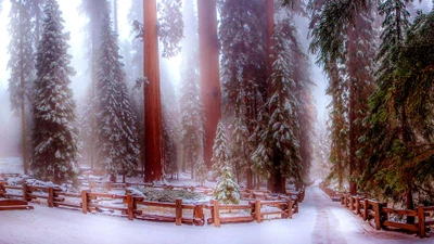 national park, park, giant sequoia, winter, tree