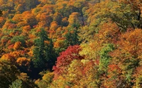 Feuillage automnal vibrant dans une forêt décidue