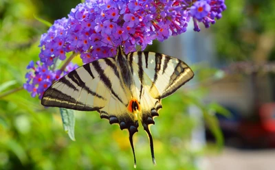 Swallowtail Butterfly Pollinating Vibrant Purple Flowers