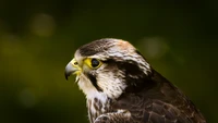 falcon, bird of prey, hawk, bird, beak