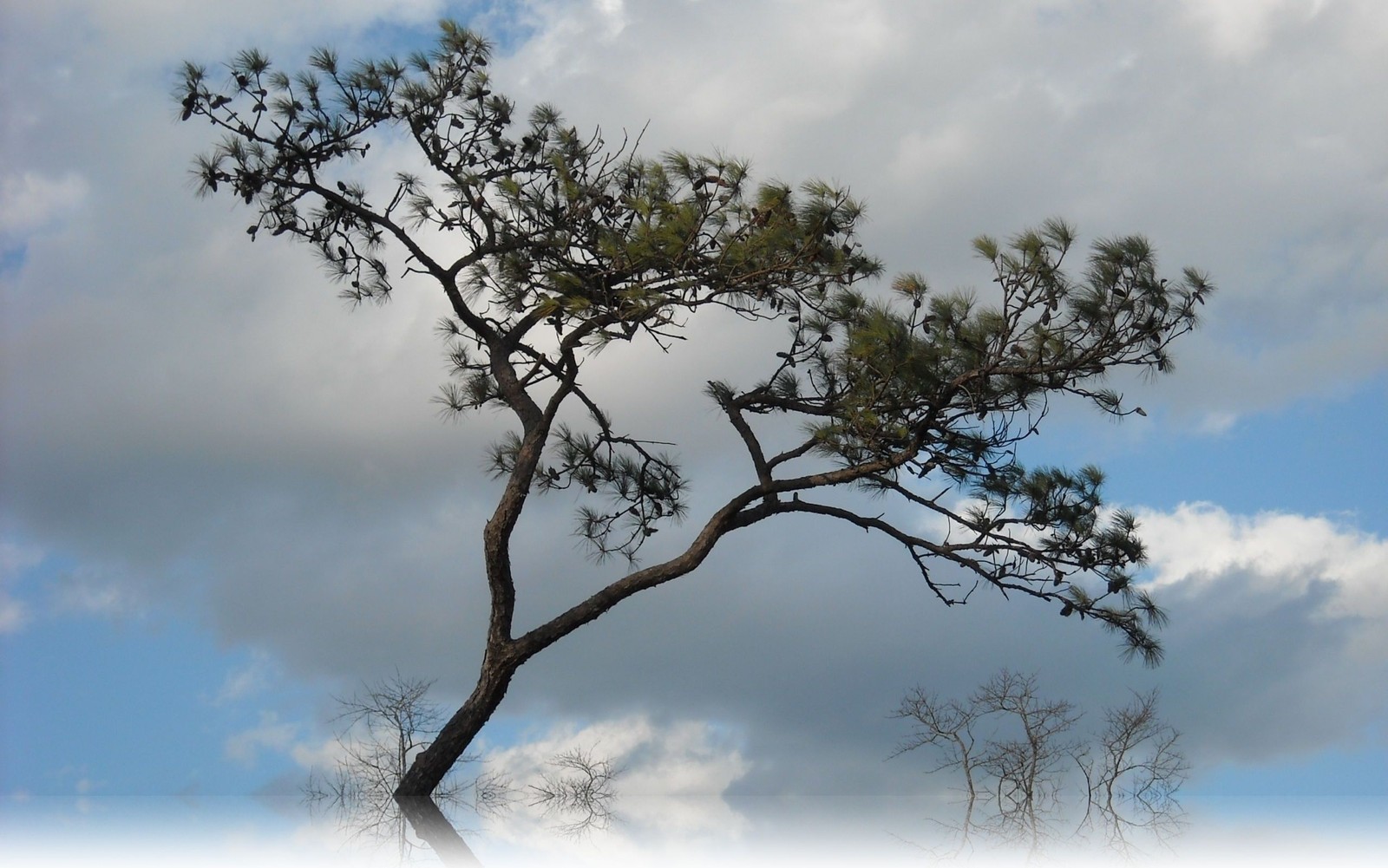 Un arbre solitaire se tient au milieu du champ (arbre, branche, végétation, plante ligneuse, plante)