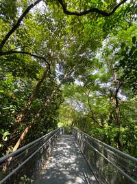 nature, bridge, nature reserve, forest, jungle wallpaper