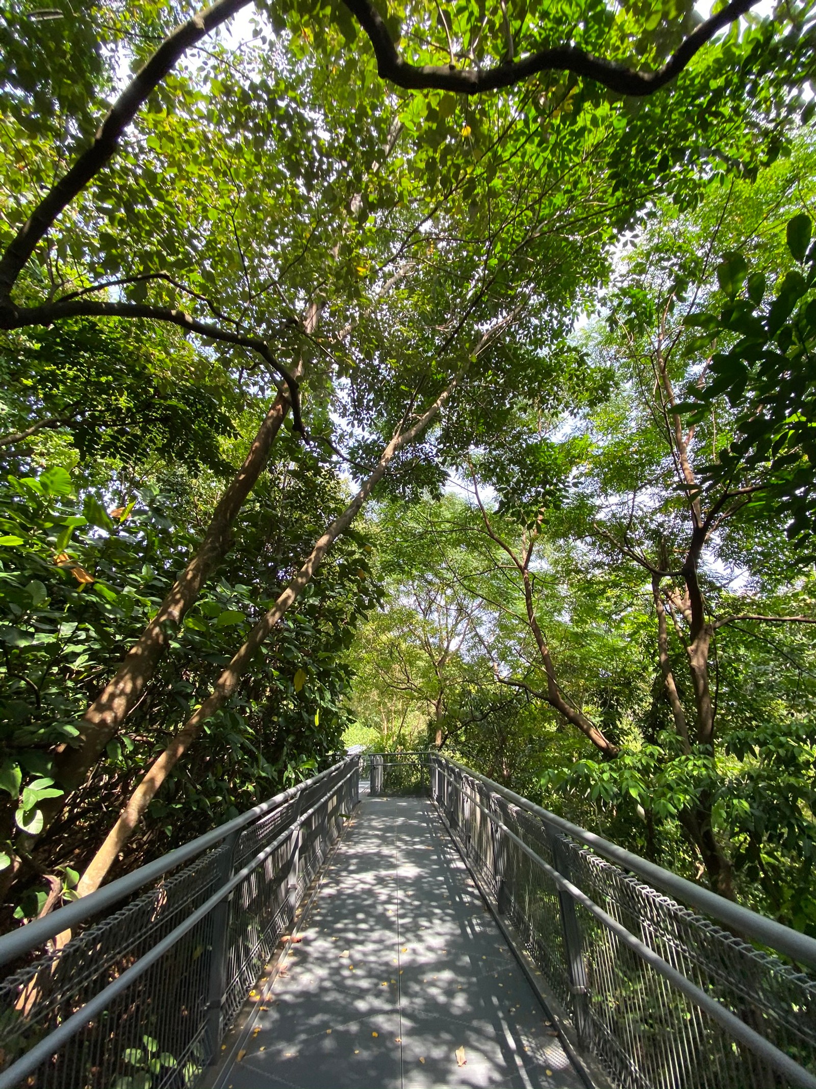 Ponte árabe no meio de uma floresta com árvores e arbustos (natureza, ponte, reserva natural, floresta, selva)