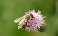 insecte, abeille, pollinisateur, pollen, guêpe