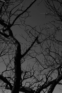 Silhouette monochrome de branches tordues contre un ciel nocturne