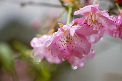 Delicadas flores de cerejeira rosa adornadas com gotas de orvalho, mostrando a beleza da primavera.