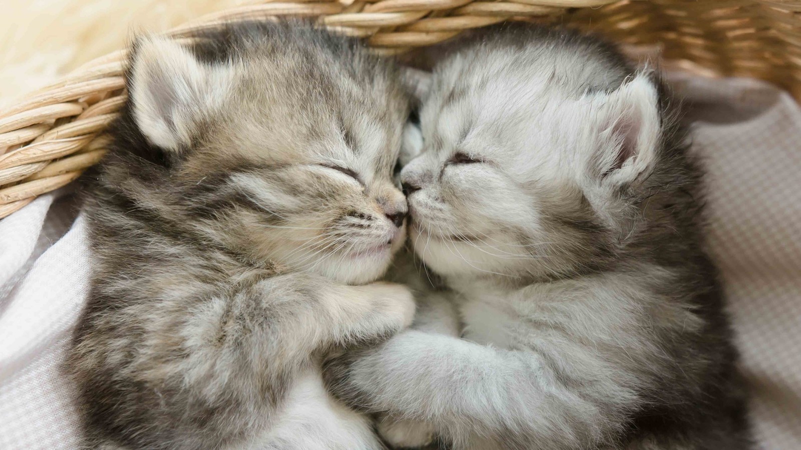 There are two kittens that are sleeping in a basket (cat, great dane, kitten, tabby cat, cuteness)