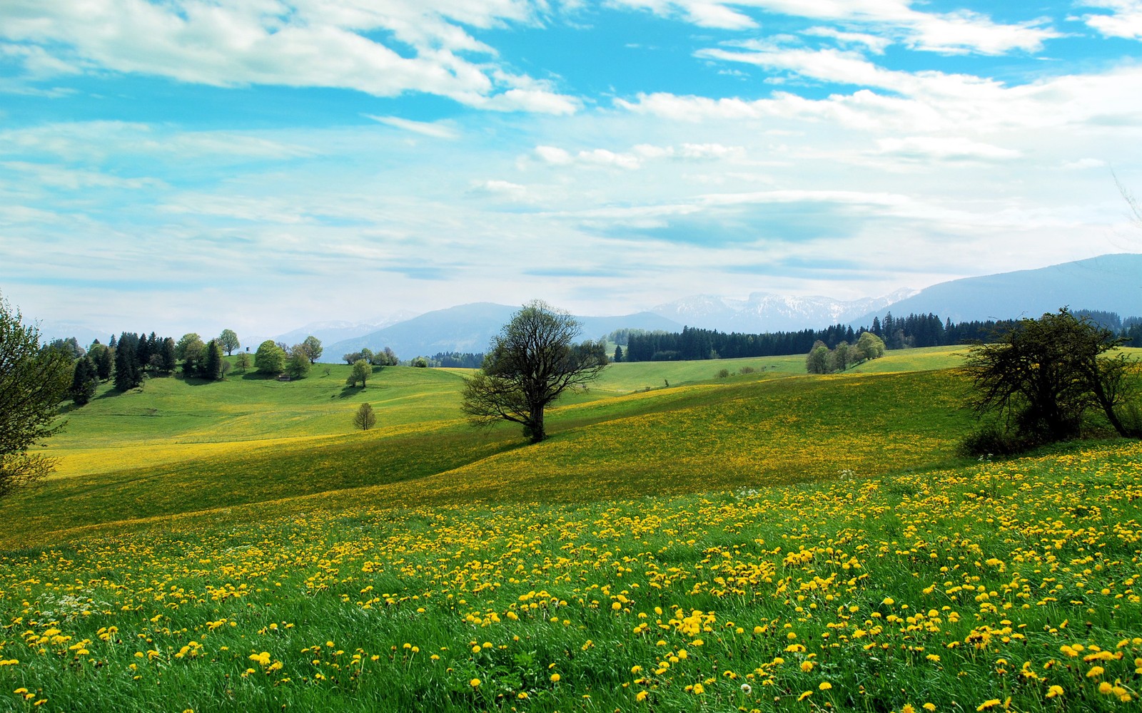 meadow, grassland, pasture, field, mount scenery wallpaper