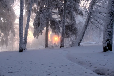 Amanecer a través de un bosque invernal helado