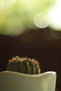 Cacto ouriço em um vaso branco, suavemente iluminado com um fundo bokeh.