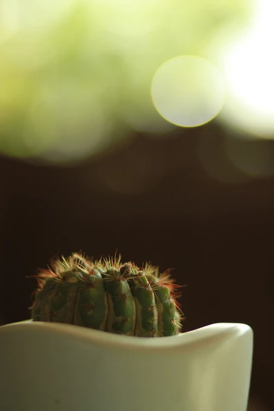 Cactus hérisson dans un pot de fleurs blanc, doucement illuminé avec un fond bokeh.