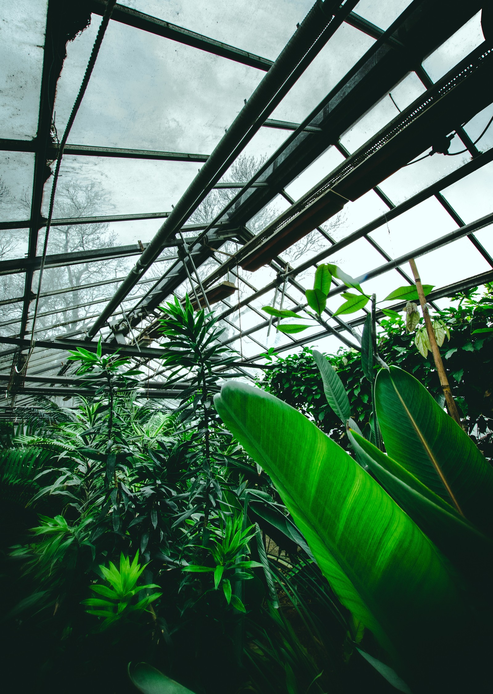 Es gibt ein gewächshaus mit pflanzen darin (garten, grün, vegetation, botanik, blatt)