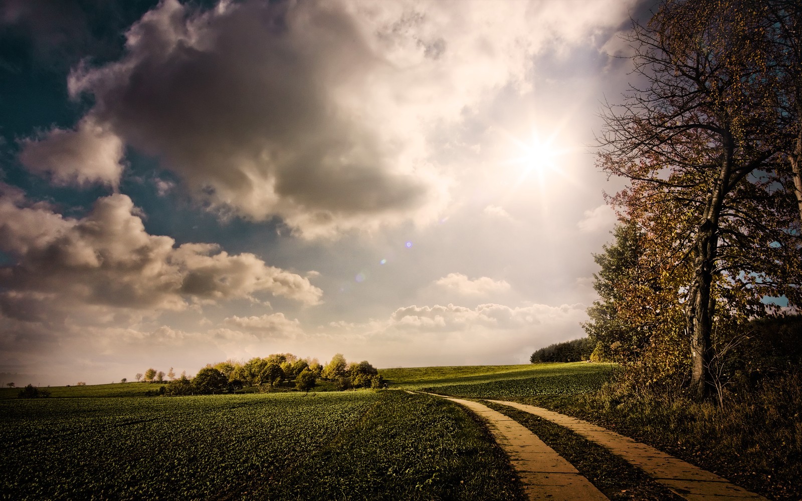 Vue d'un chemin de terre dans un champ avec un arbre au loin (nuage, nature, ensoleillement, arbre, champ)