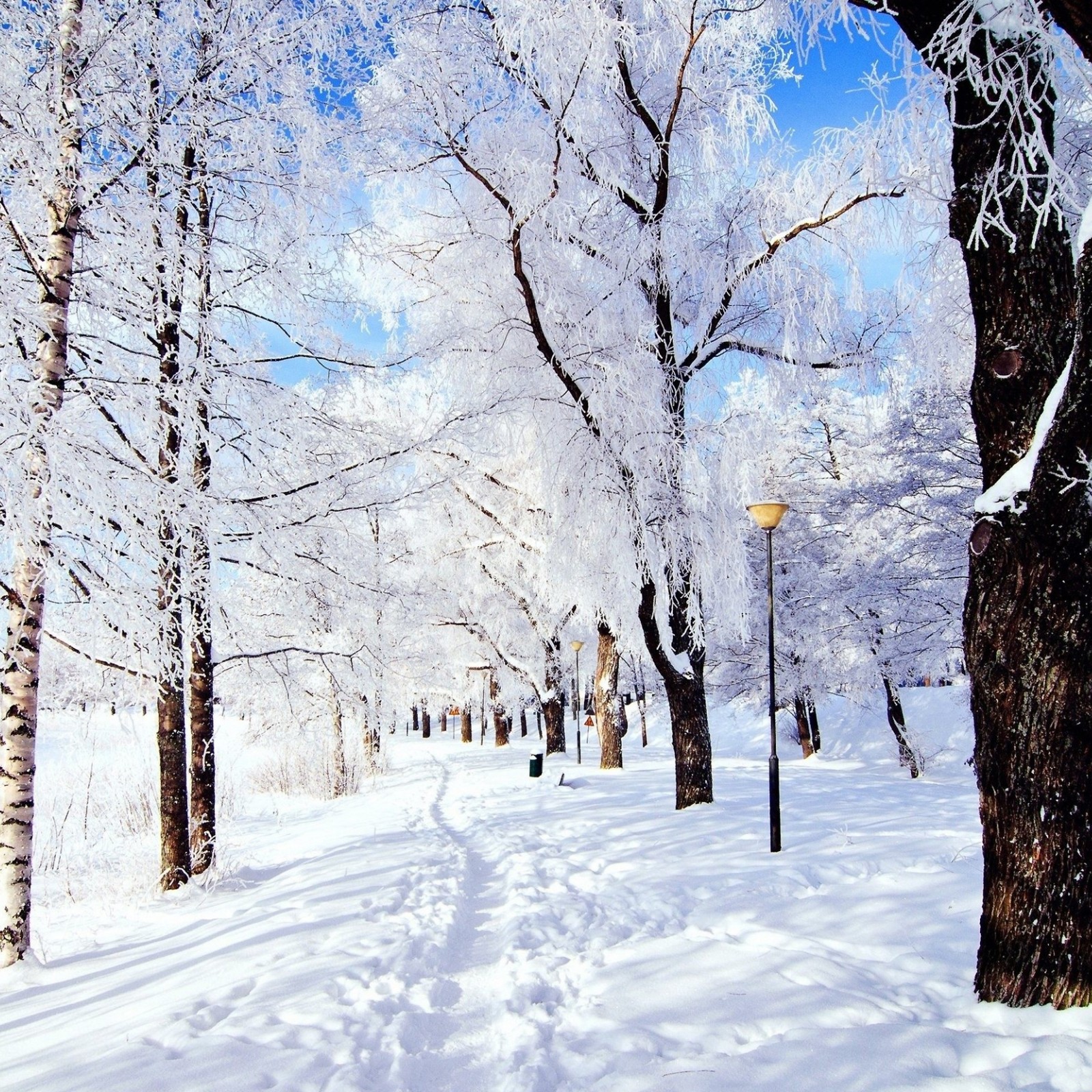 Verschneite bäume säumen einen weg in einem park mit einer bank (eis, natur, schnee, winter)