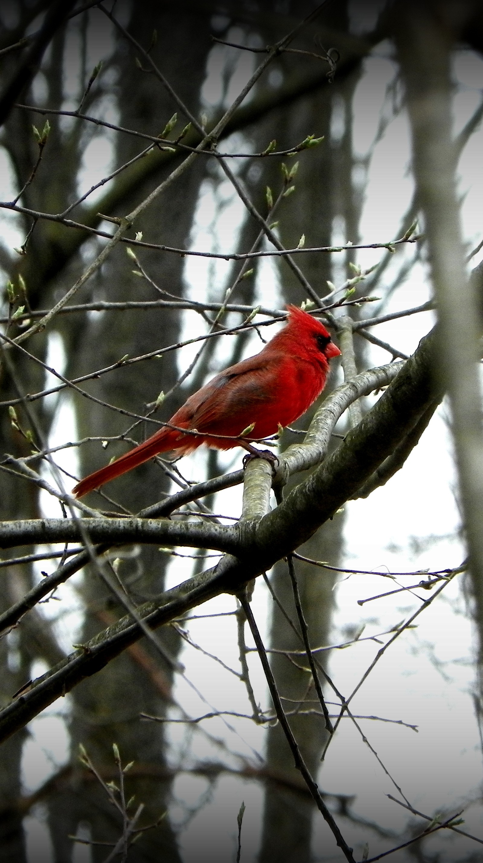 Araffe red bird perched on a branch in a tree (bird, branches, cardinal, photo, red)