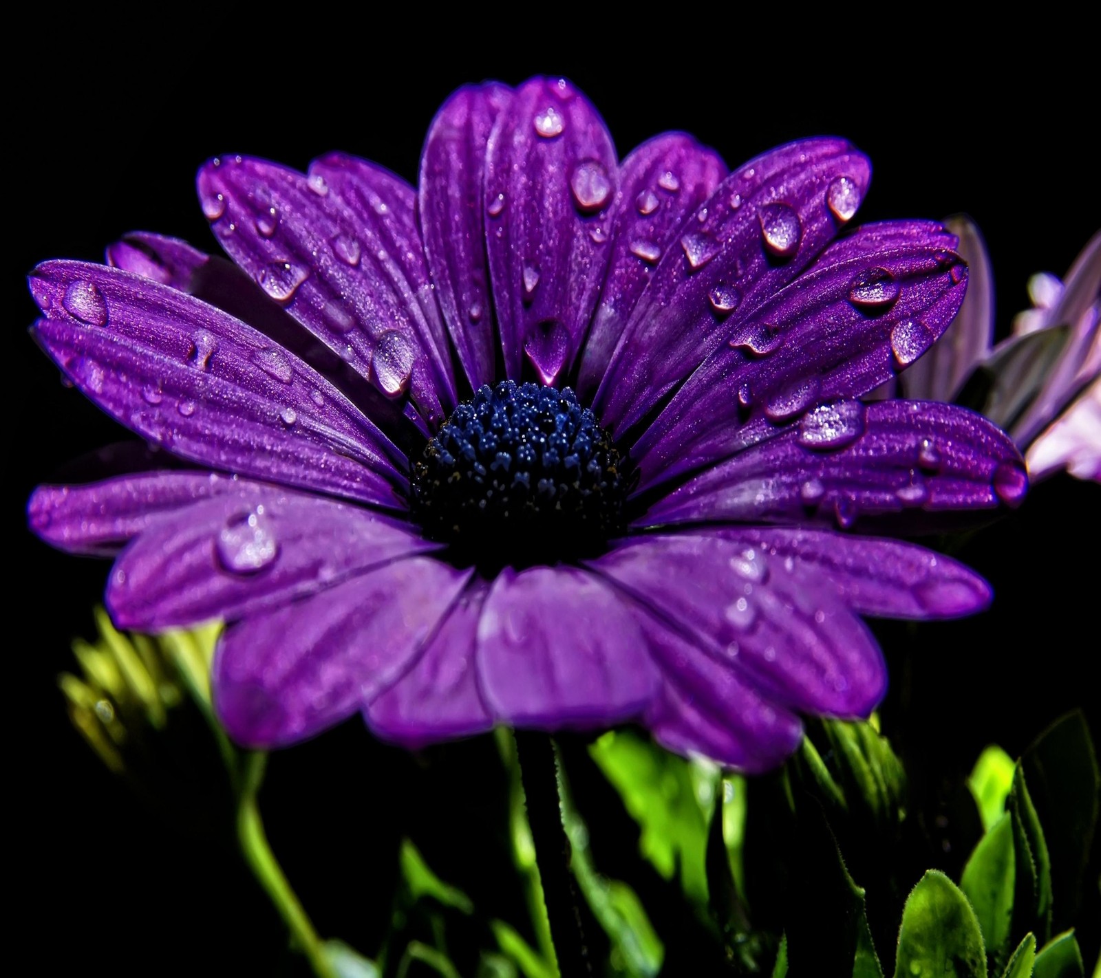 Purple flower with water droplets on it in a vase (beautiful, dew, drops, flower, nature)