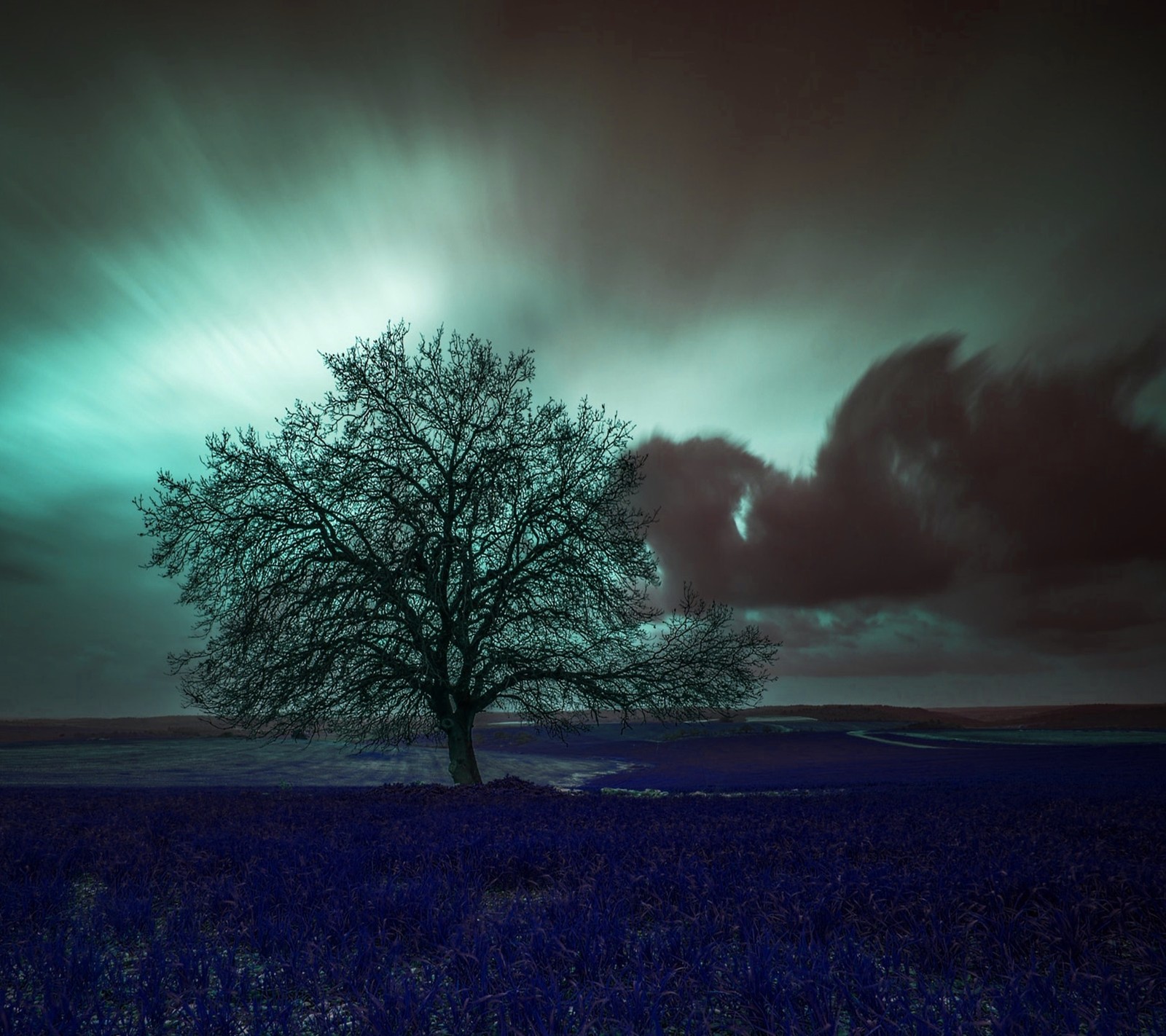 Uma árvore solitária em um campo de flores azuis sob um céu nublado (paisagem, natureza)