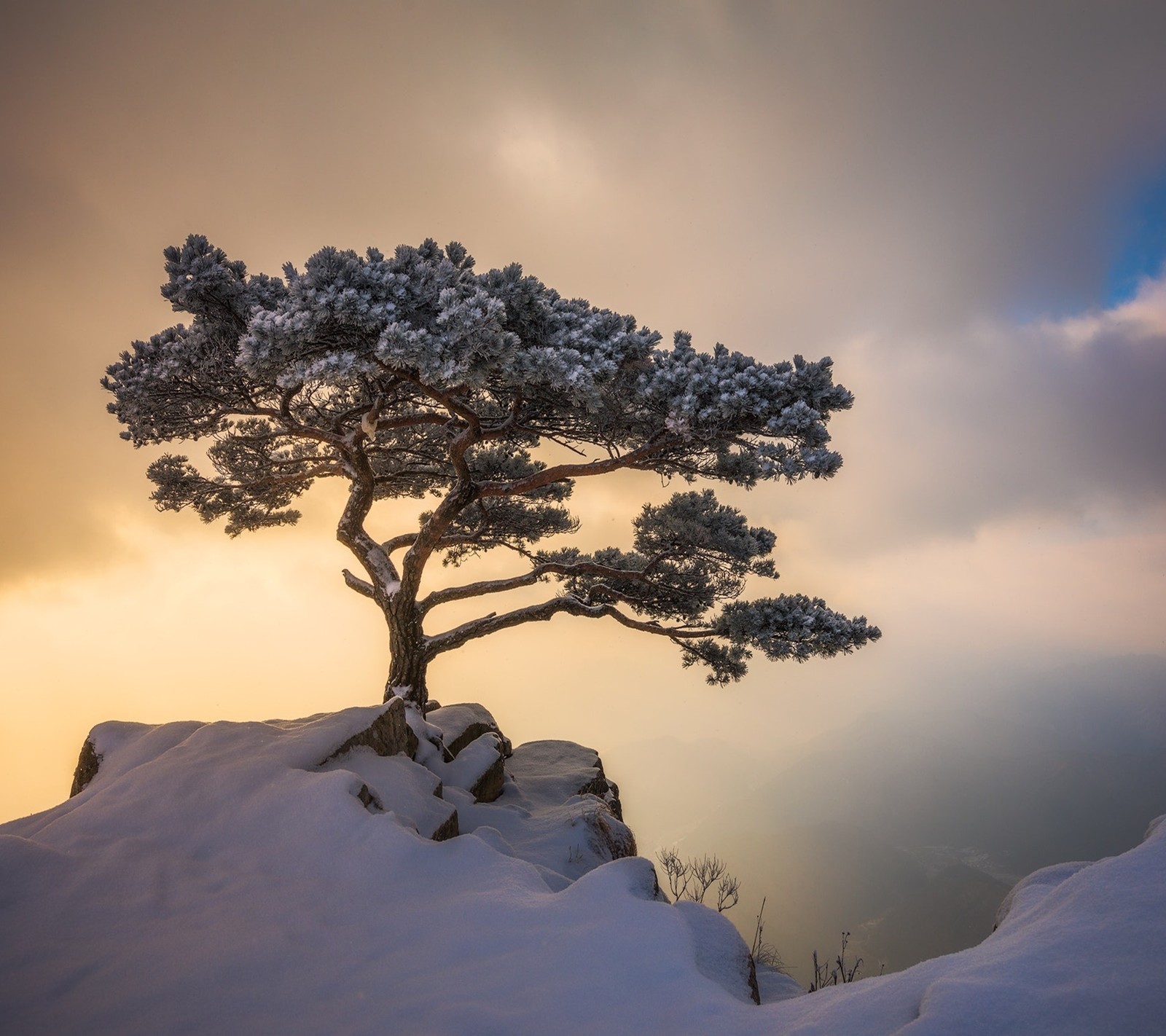 A lone tree on a snowy mountain with a cloudy sky (landscape, nature)