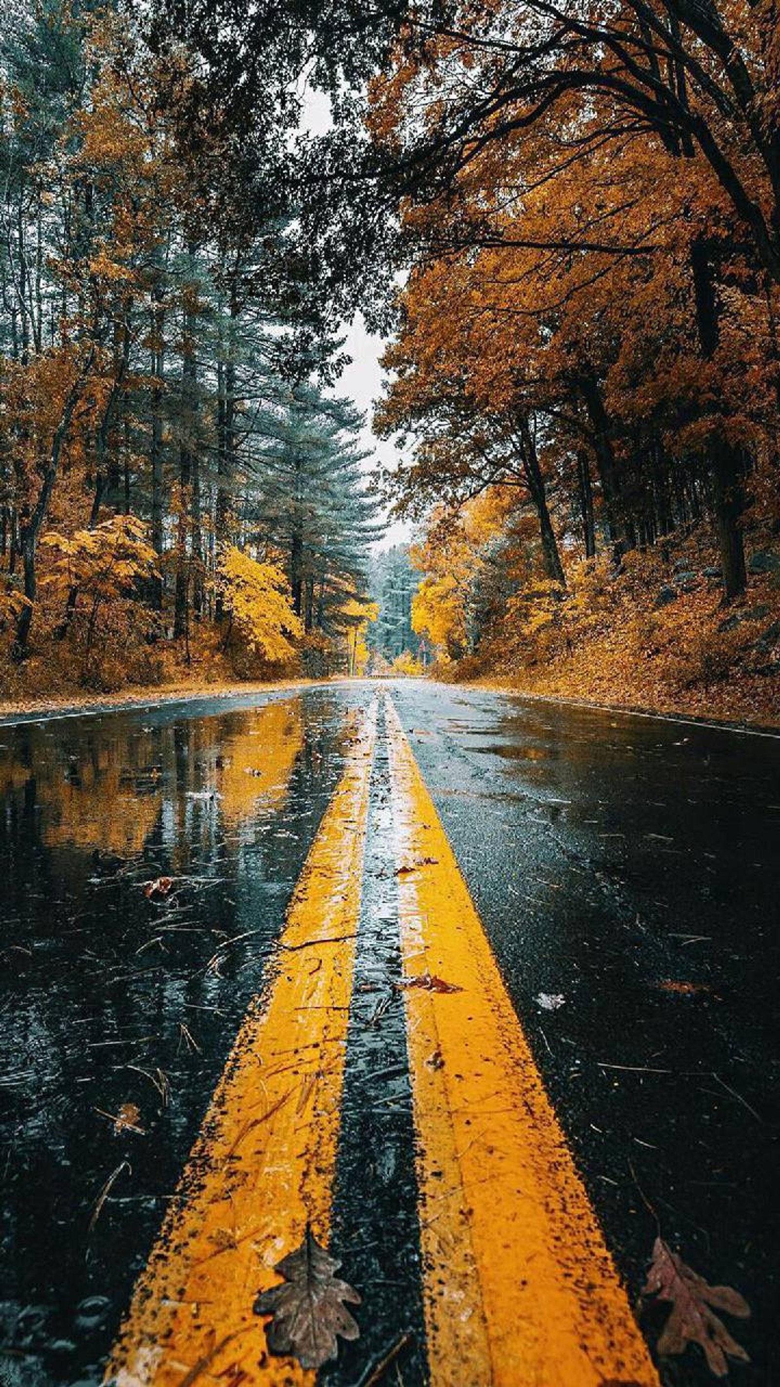 A road with yellow lines in the middle of it (fall nature, nature)