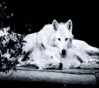 loving, wolfs