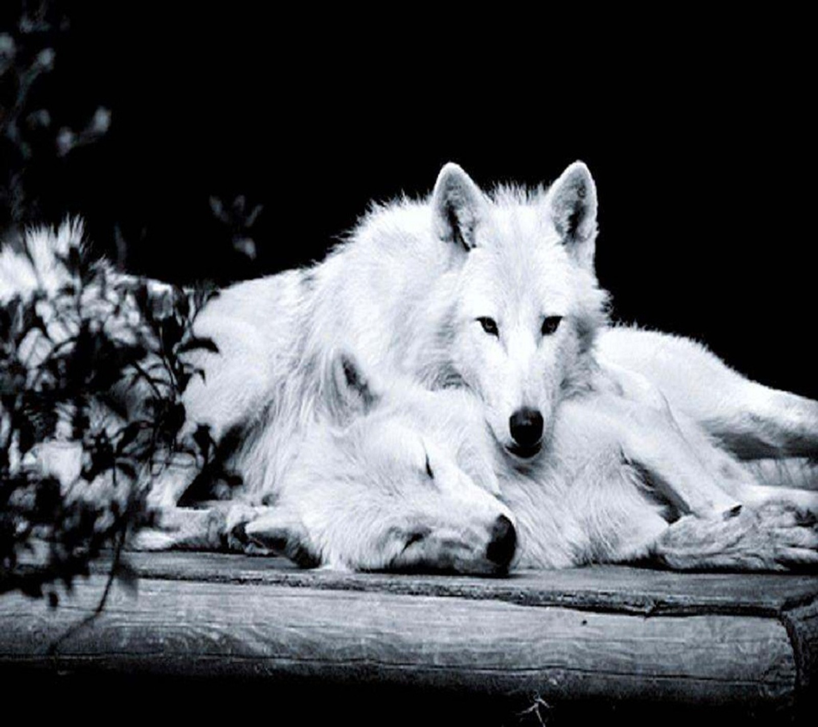 Hay un lobo blanco acostado en una plataforma de madera (amoroso, lobos)