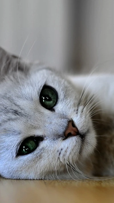 beautiful, cat