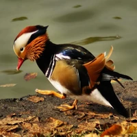 Pato mandarín vibrante en la orilla del agua