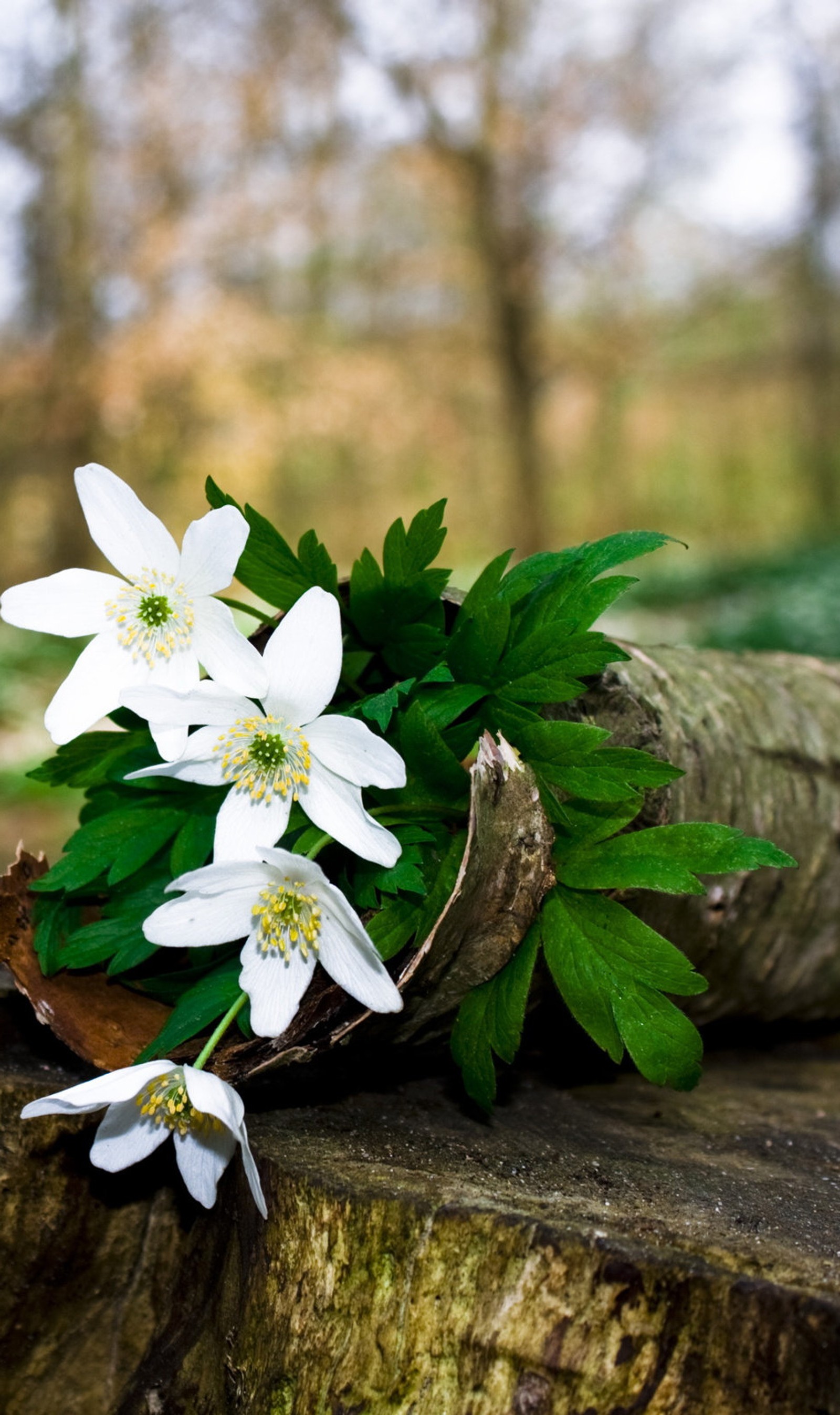 Lade bündel, natur, weiße blumen Hintergrund herunter