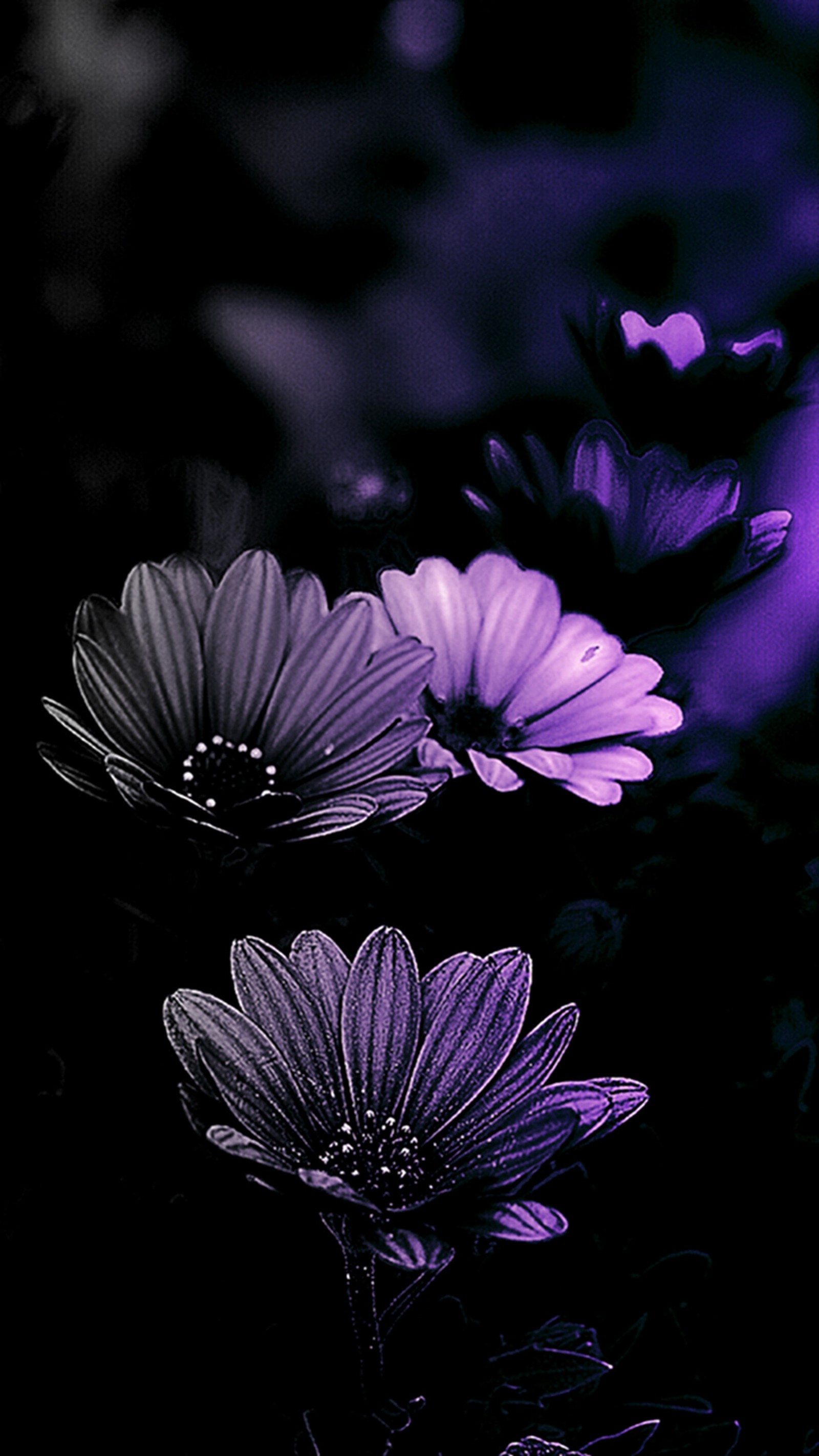 Flores moradas en un campo con una luz morada de fondo (flores, invierno)