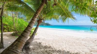 Oasis de plage tropicale entourée de verdure luxuriante