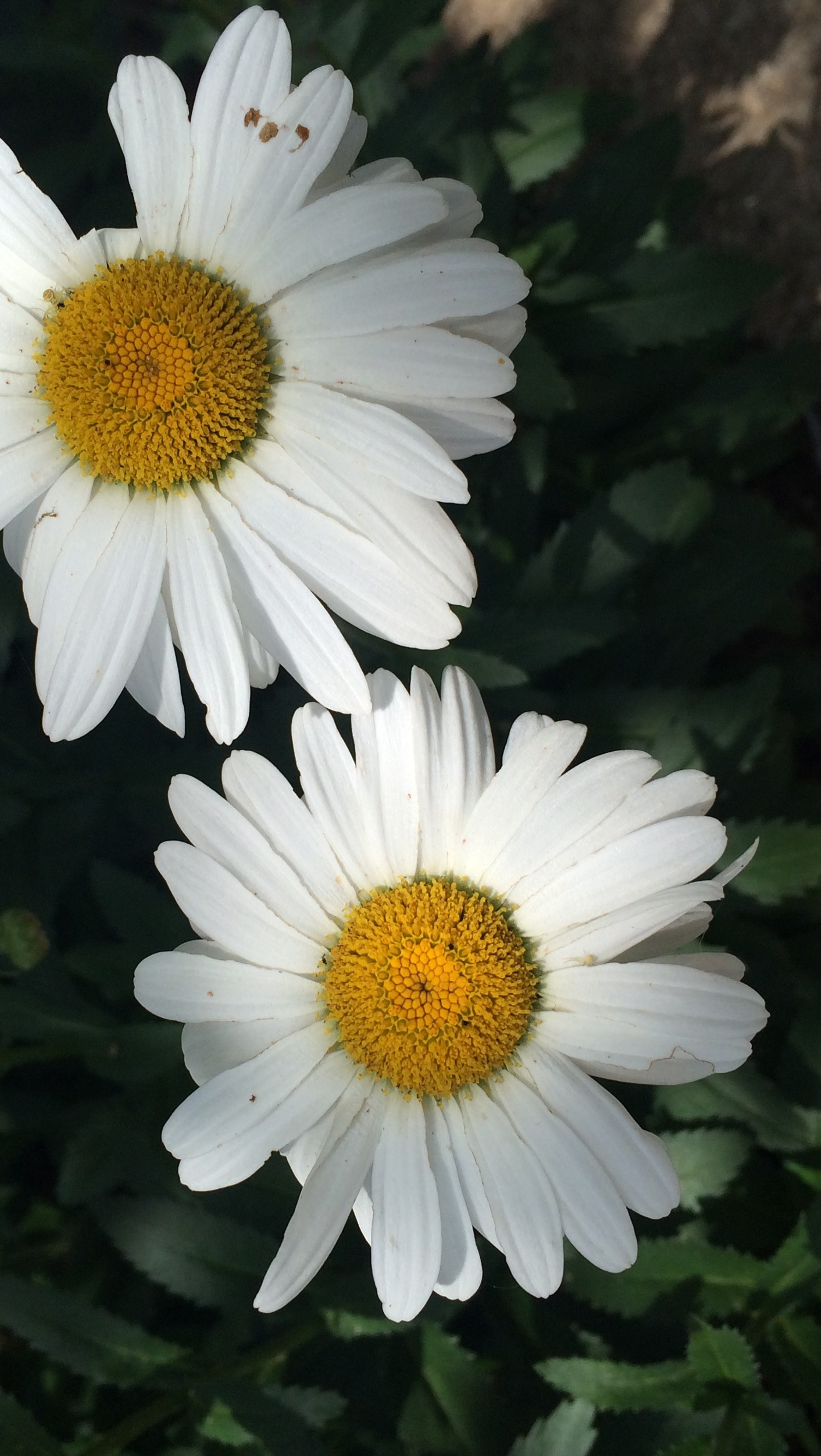 Au centre de l'image, il y a deux fleurs blanches avec des cœurs jaunes (fleur, israël, israel, fleur blanche)