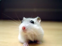 Curious Hamster with Whiskers and Bright Eyes