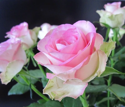 flowers, nature, pink, roses