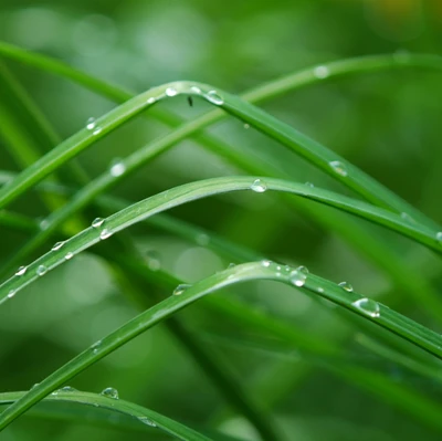 beauty, gras, nature, rain, relax