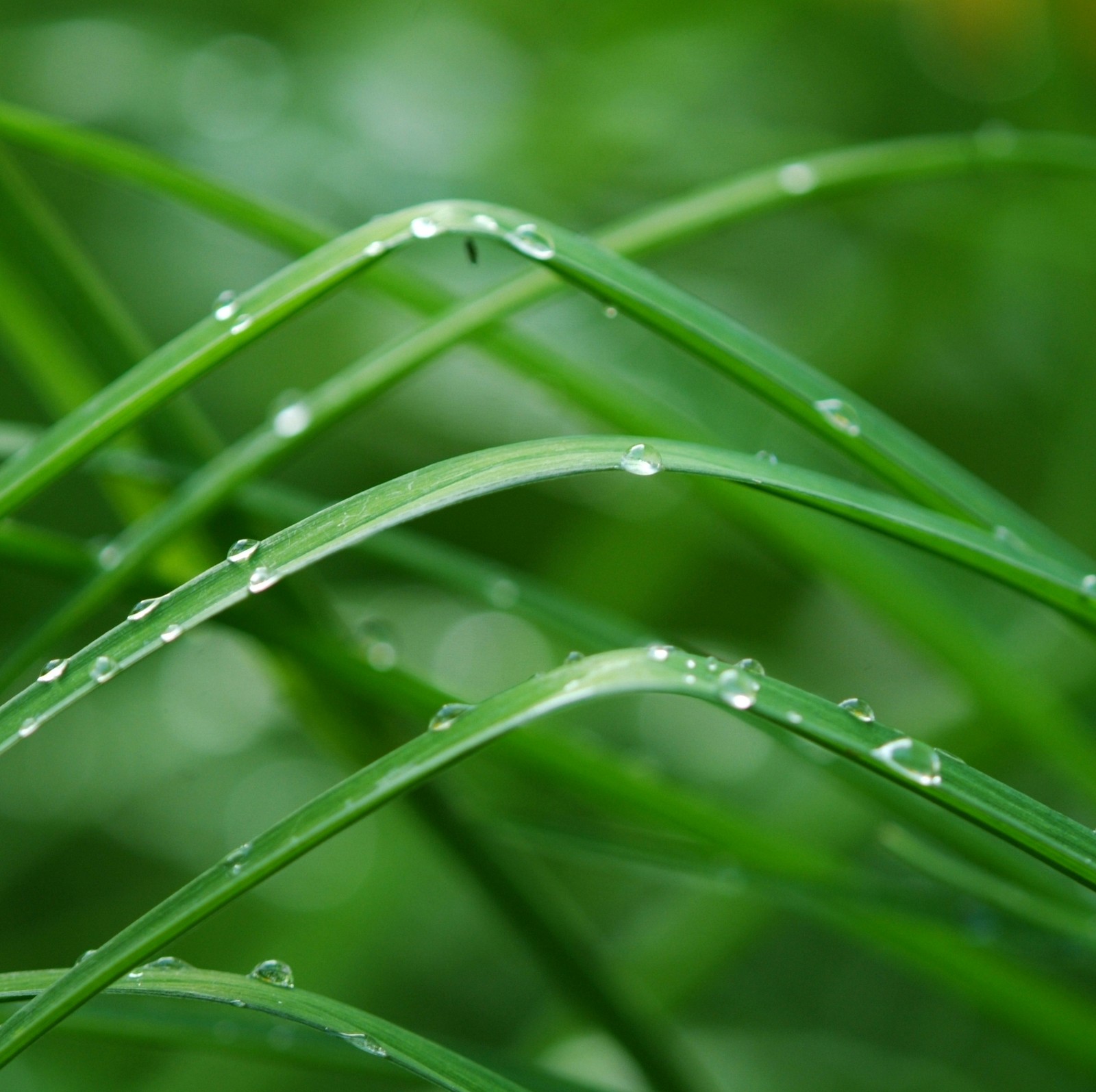 Um close de uma planta com gotas de água nela (beleza, grama, natureza, chuva, relaxamento)