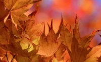 leaf, maple leaf, branch, deciduous, autumn wallpaper