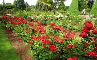 planta com flores, rosas de jardim, jardim, rosa, gramado